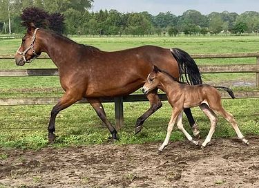 Overnachting op een ranch incl. paardrijles - 16