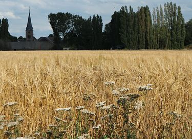 Profiter du plein air dans une tente safari - 13