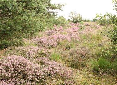 Boslodge met vrij uitzicht op de natuur - 10