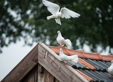 Landelijk ingerichte B&B op een boerenerf - 4