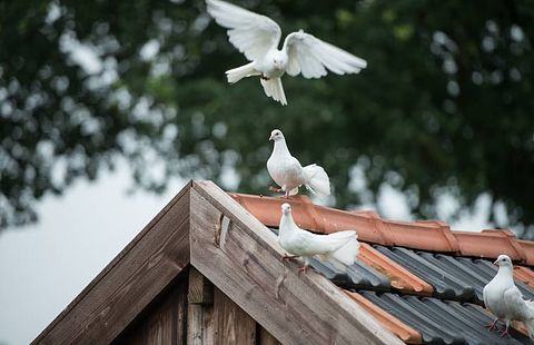 Landelijk ingerichte B&B op een boerenerf - 4