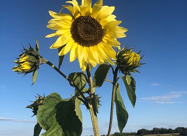 Glamping direkt am Veere-See - 16