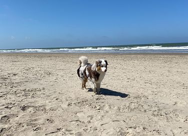 Vakantiehuis in centrum van Egmond aan zee - 29