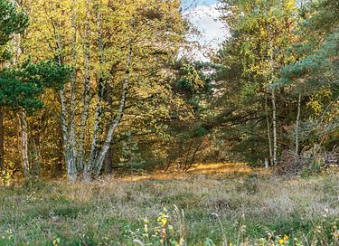 Gezellig vakantiehuis midden in het bos - 17