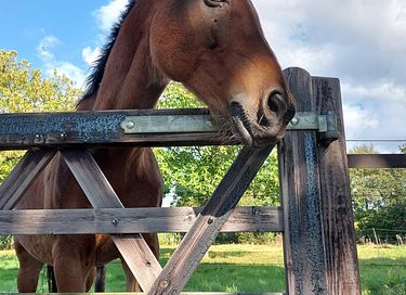 Sfeervolle B&B met uitzicht op paardenweide - 30