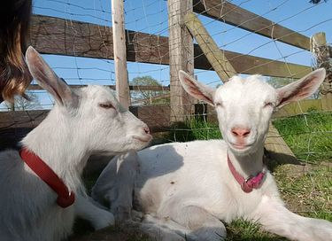 Omgebouwde leger operatiewagen in de natuur! - 16