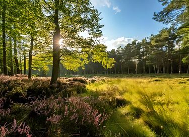 Charmantes Holzchalet in der Veluwe - 21
