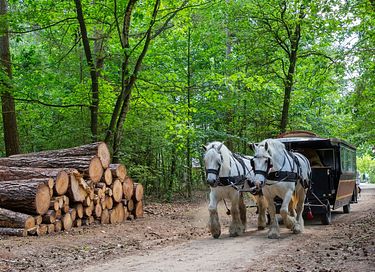 Villa en pleine forêt avec sauna et aire de jeux extérieure - 54
