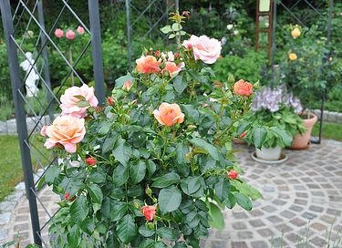 Ferielejlighed med balkon og rosenhave - 18