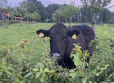 Dormir dans une maison de vacances moderne dans une ferme - 21