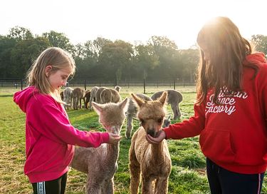 Glamping à la ferme des Alpagas - 17