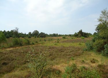 Boslodge met vrij uitzicht op de natuur - 13