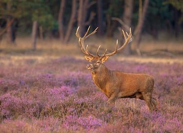 Luxe boshuis op de Veluwe - 29