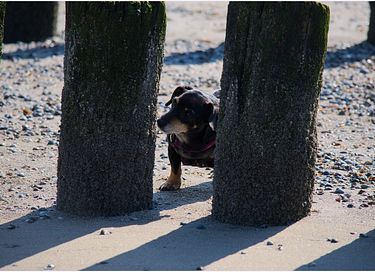 Strandhuisje Zeeland voor 5 personen  - 17