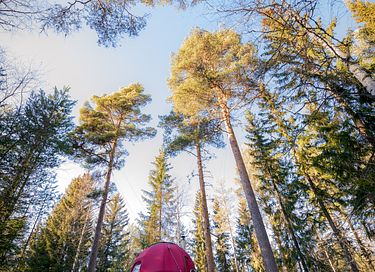 Tente glamping unique en pleine forêt - 7