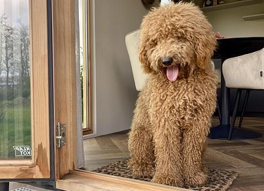 Tiny House met terras (hond toegestaan) - 2