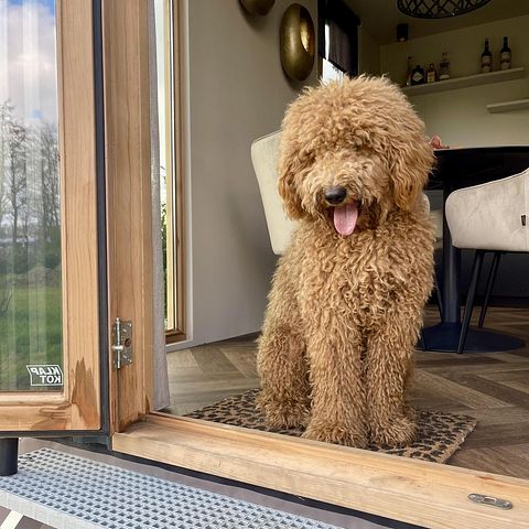 Tiny House met terras (hond toegestaan) - 2
