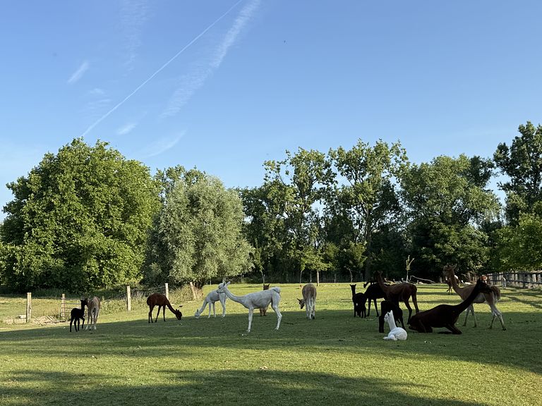 Overnachten met hottub tussen de alpaca's - 1