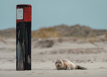 Hotel met mooie ligging op Terschelling - 36