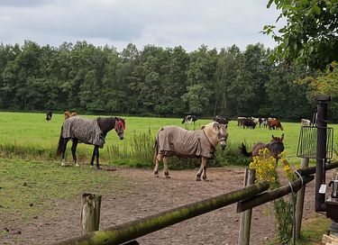 Zelt-Ferienhaus mit Whirlpool auf einem Bauernhof in Drenthe - 43
