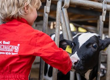 Glamping at Dairy Cattle & Calves Farm - 8