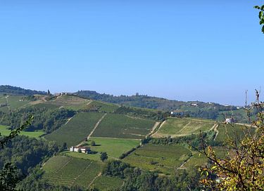 Logement de vacances au milieu des vignobles - 39