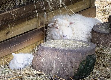 Spend the night in a tucked-away forest cabin - 23
