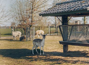 Luxe vakantiehuis in de Gelderse Vallei - 35