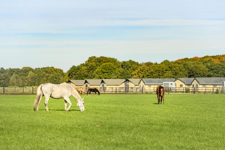  Glamping à la ferme à cheval et à poney - 1