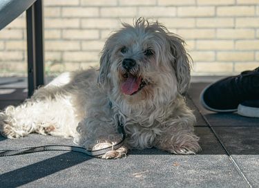 Ruime gezinsbungalow op Ameland, hond welkom - 4