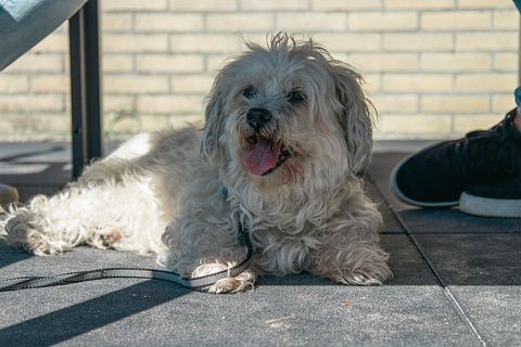 Ruime gezinsbungalow op Ameland, hond welkom - 4