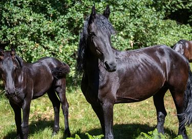 Ruime lodge op mooi domein met paarden - 28