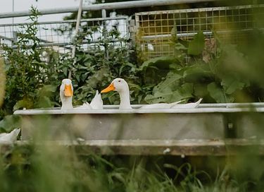 Gemütliches Zelt-Häuschen auf Terschelling - 29