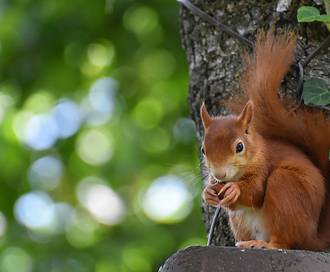 5 notti speciali nel bosco