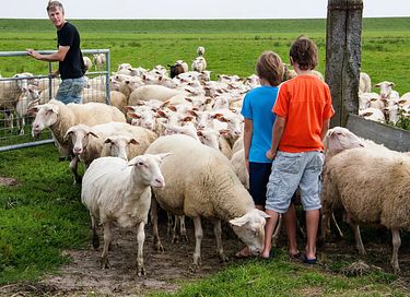 Gemütliches Zelt-Häuschen auf Terschelling - 31