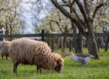 Slapen tussen de schapen in een tipi (5 pers) - 24