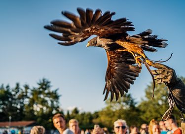 Unieke Glamping ervaring in Drenthe - 35