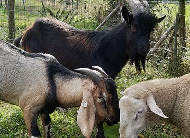 Séjour dans une cabane de berger à la ferme - 7