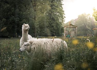 Groepsaccommodatie (12p) in een chateau - 33