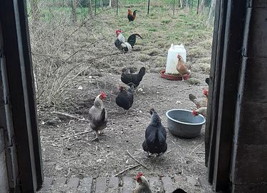 Séjour dans une cabane de berger à la ferme - 18