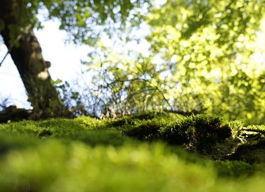Appartement de vacances pour 4 personnes dans la forêt bavaroise - 24