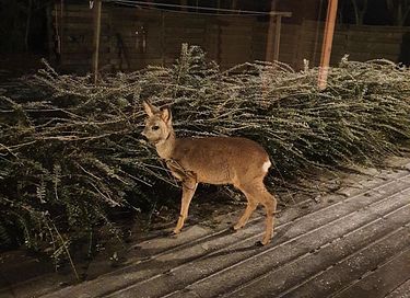 Vrijstaand huisje met eigen sloot - 31
