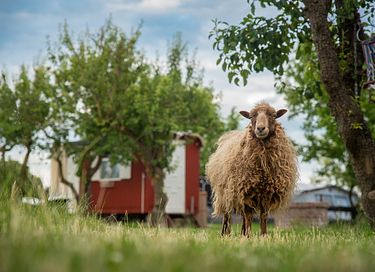 Slapen tussen de schapen in unieke pipowagen  - 16