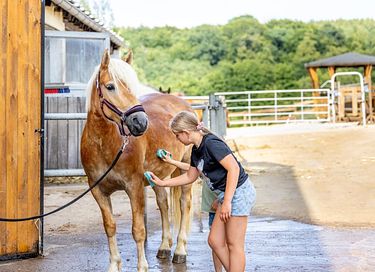 Glamping dans une ferme équestre et laitière - 16
