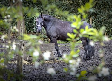 Ruime lodge op mooi domein met paarden - 29