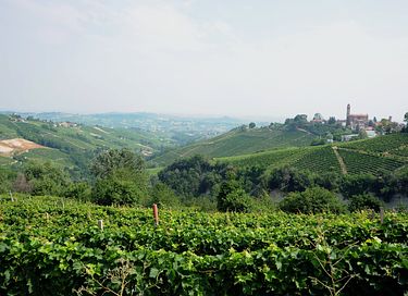 Logement de vacances au milieu des vignobles - 5