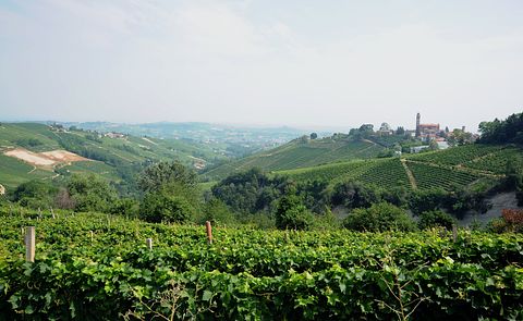 Logement de vacances au milieu des vignobles - 5