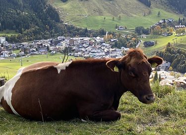 Familielejlighed i Saalbach-Hinterglemm - 31