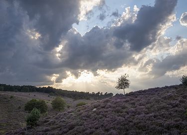 Mooi gelegen vakantiehuis midden op de Veluwe - 39