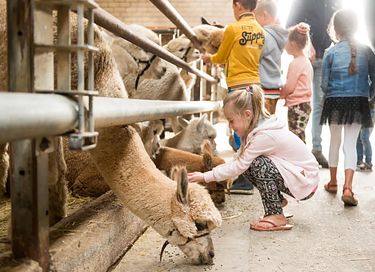 Glamping à la ferme des Alpagas - 21